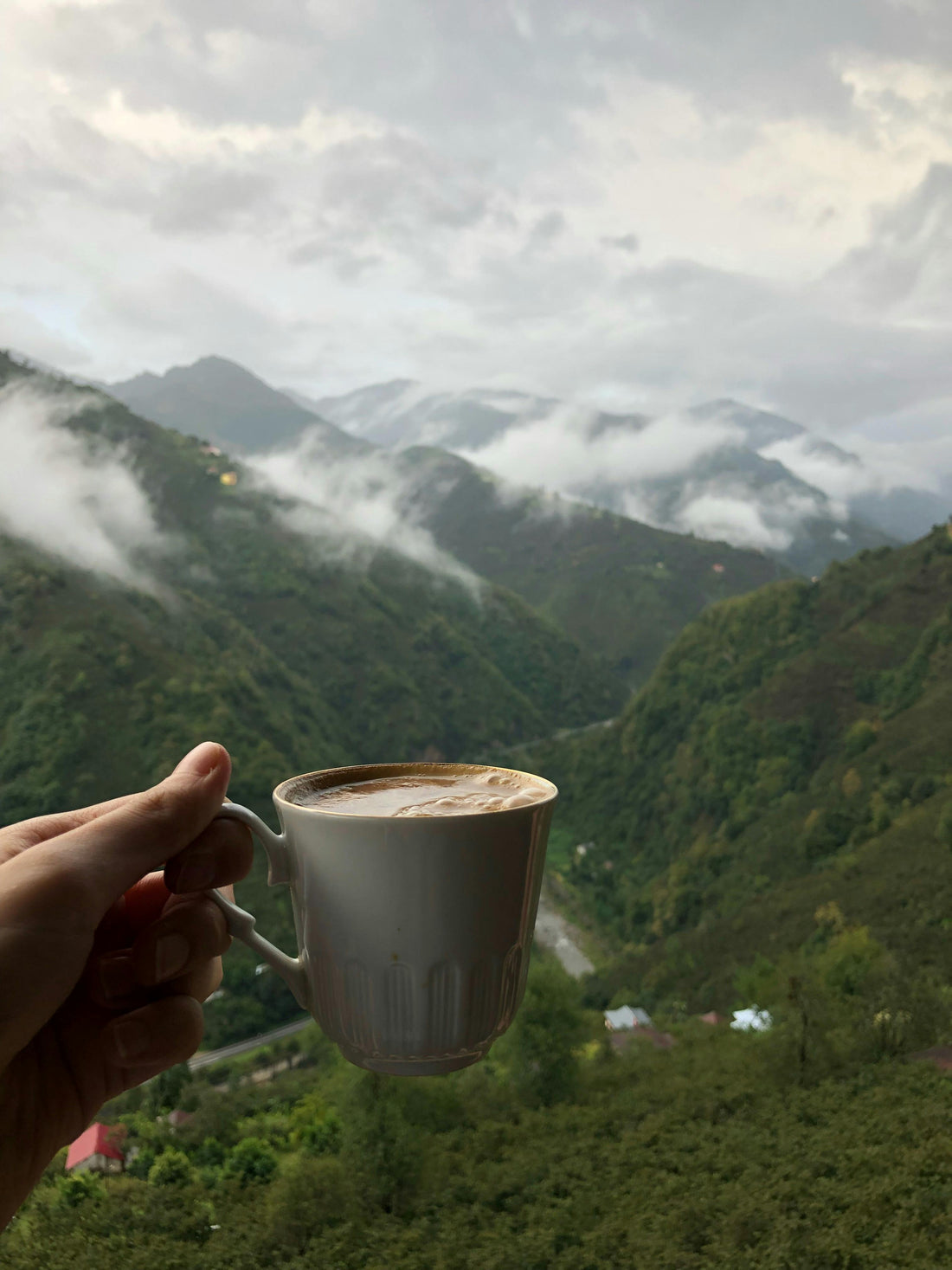 From Soil to Sip: The Art of Specialty Coffee Sourcing